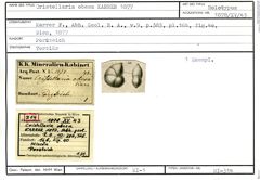 Karteikarte zum Holotyp von Cristellaria obesa Karrer, 1877